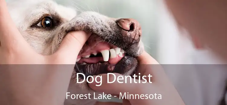 Dog Dentist Forest Lake - Minnesota