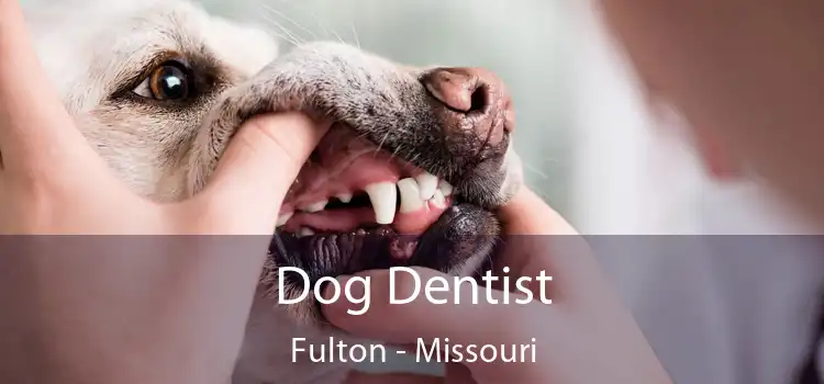 Dog Dentist Fulton - Missouri