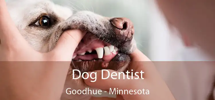 Dog Dentist Goodhue - Minnesota