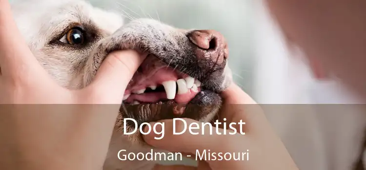 Dog Dentist Goodman - Missouri