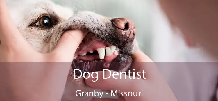 Dog Dentist Granby - Missouri