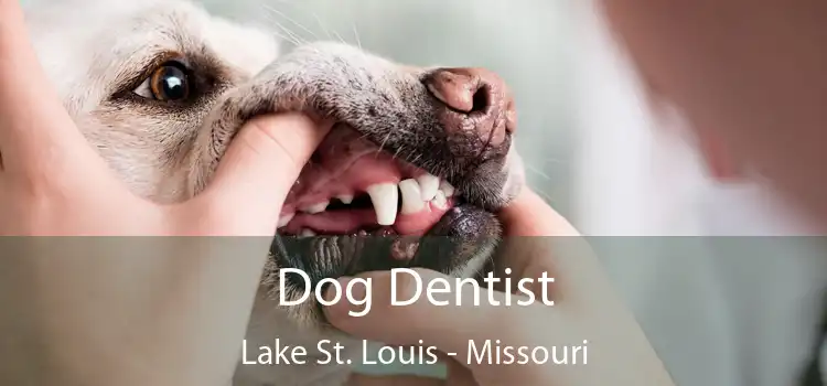 Dog Dentist Lake St. Louis - Missouri