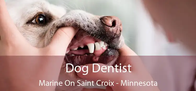 Dog Dentist Marine On Saint Croix - Minnesota