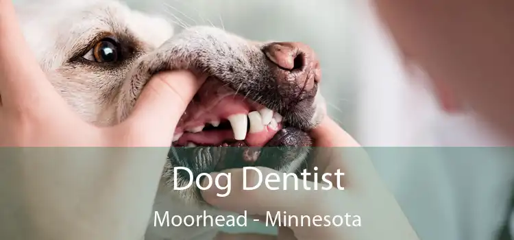 Dog Dentist Moorhead - Minnesota