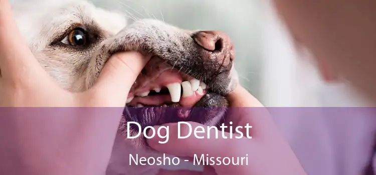 Dog Dentist Neosho - Missouri