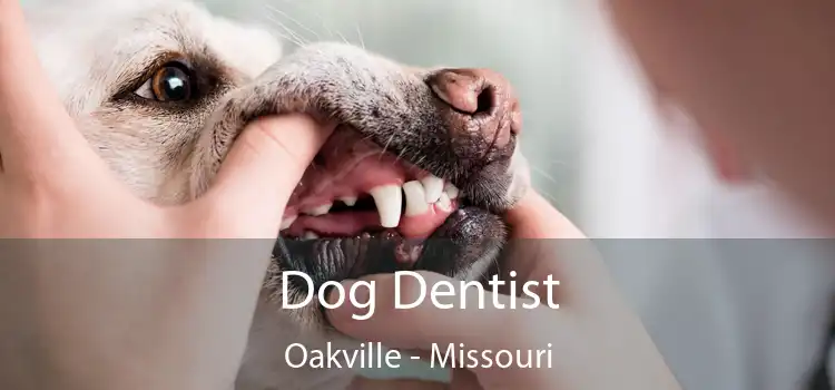 Dog Dentist Oakville - Missouri