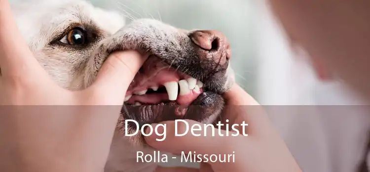 Dog Dentist Rolla - Missouri