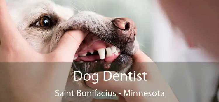 Dog Dentist Saint Bonifacius - Minnesota