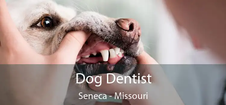 Dog Dentist Seneca - Missouri