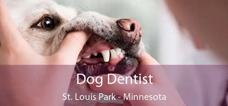 Dog Dentist St. Louis Park - Minnesota