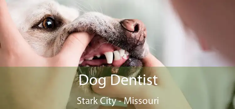 Dog Dentist Stark City - Missouri