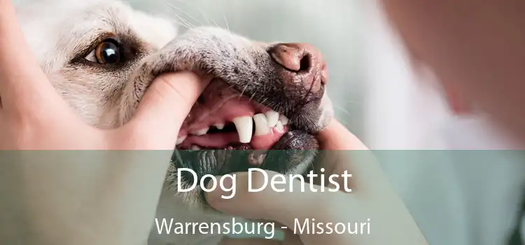 Dog Dentist Warrensburg - Missouri