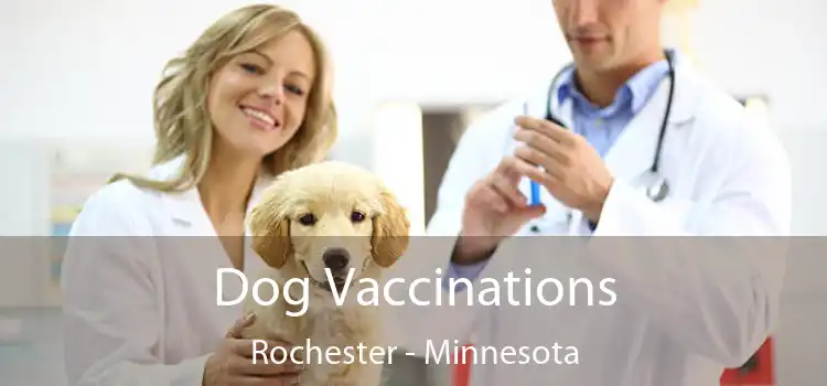 Dog Vaccinations Rochester - Minnesota