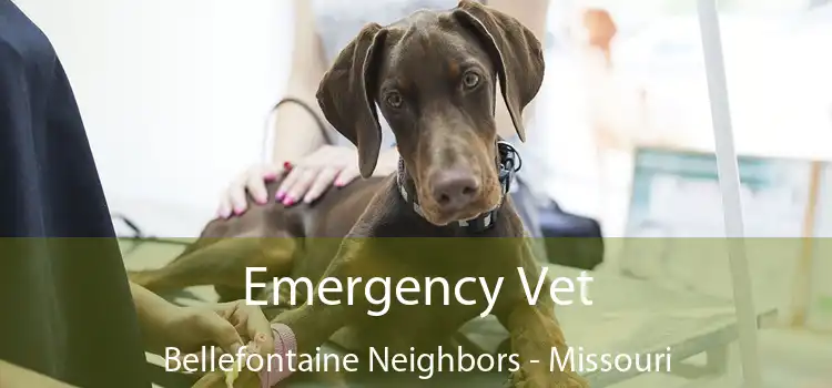 Emergency Vet Bellefontaine Neighbors - Missouri