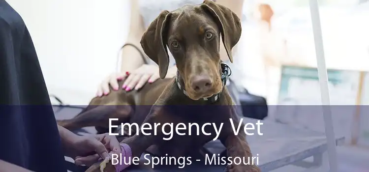 Emergency Vet Blue Springs - Missouri