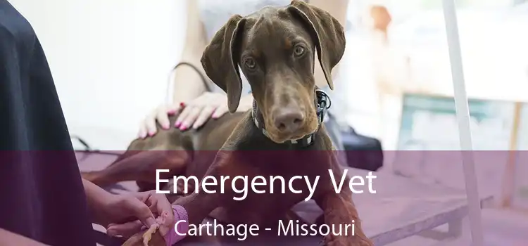 Emergency Vet Carthage - Missouri