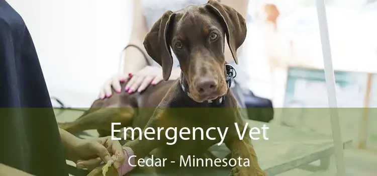 Emergency Vet Cedar - Minnesota