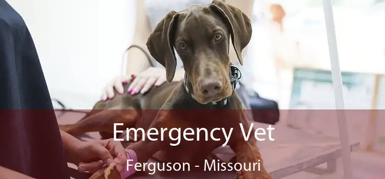 Emergency Vet Ferguson - Missouri