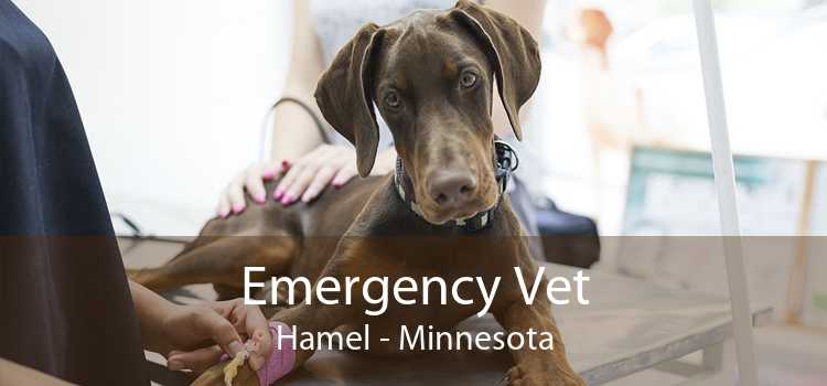 Emergency Vet Hamel - Minnesota