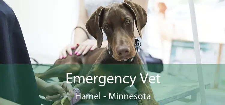 Emergency Vet Hamel - Minnesota