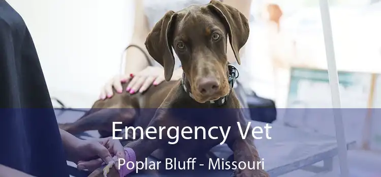 Emergency Vet Poplar Bluff - Missouri