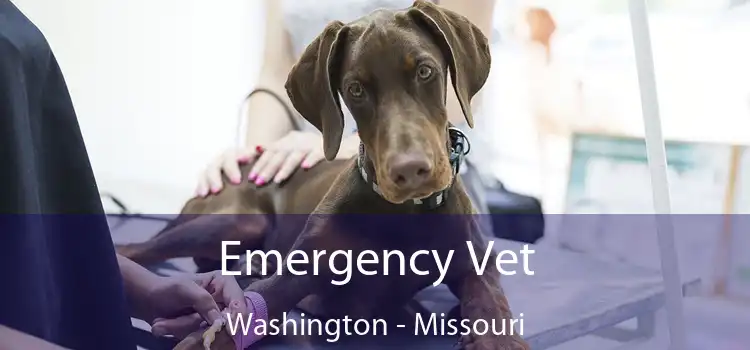 Emergency Vet Washington - Missouri