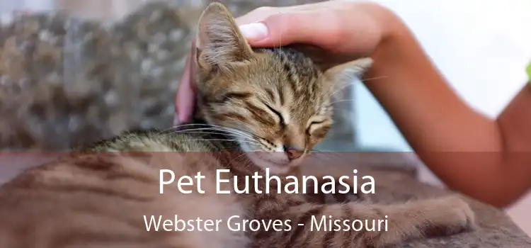 Pet Euthanasia Webster Groves - Missouri