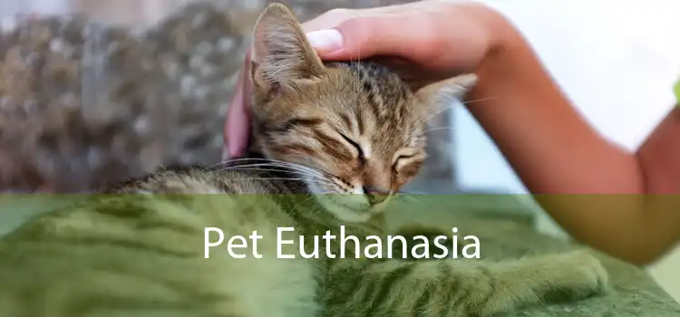 Pet Euthanasia 