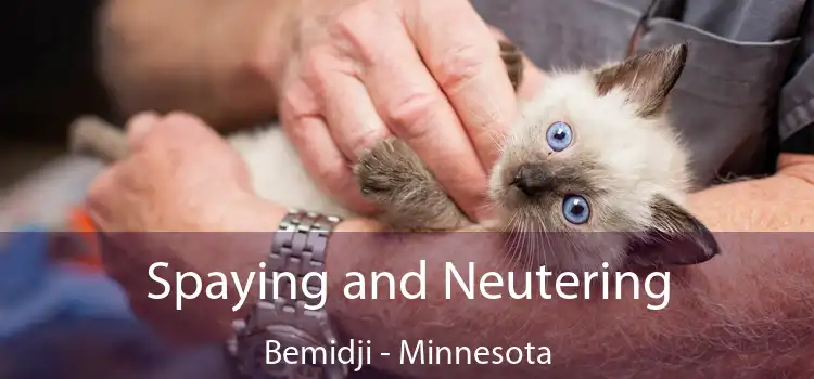 Spaying and Neutering Bemidji - Minnesota