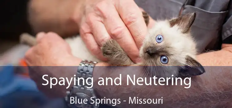 Spaying and Neutering Blue Springs - Missouri