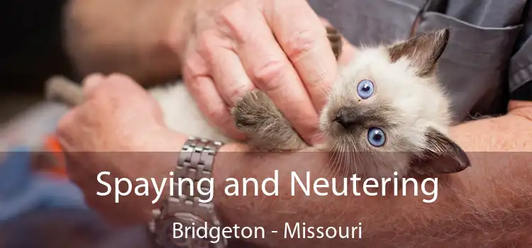 Spaying and Neutering Bridgeton - Missouri