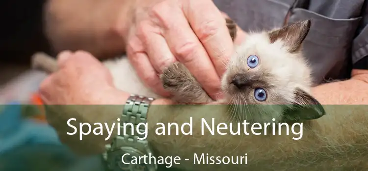 Spaying and Neutering Carthage - Missouri