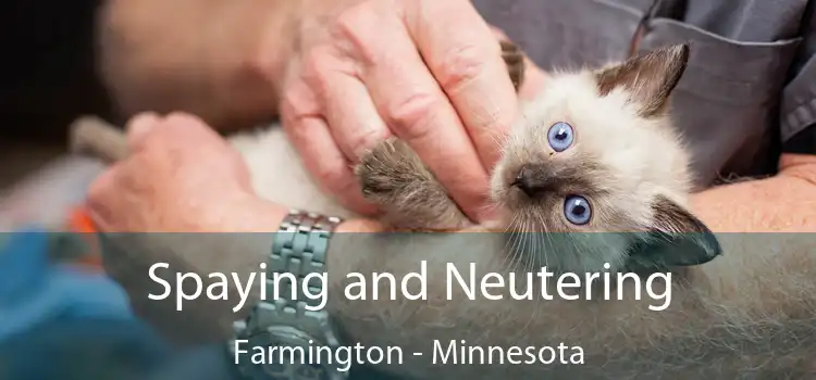 Spaying and Neutering Farmington - Minnesota