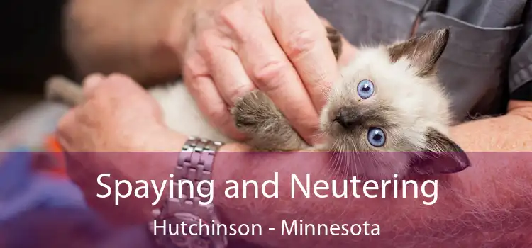 Spaying and Neutering Hutchinson - Minnesota