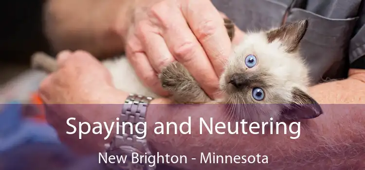 Spaying and Neutering New Brighton - Minnesota