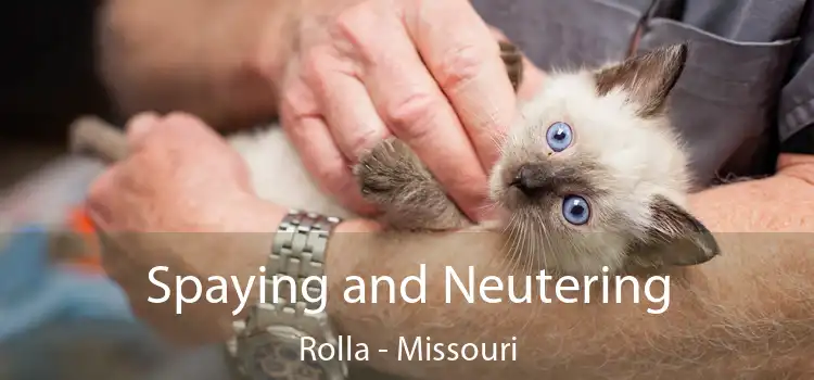 Spaying and Neutering Rolla - Missouri