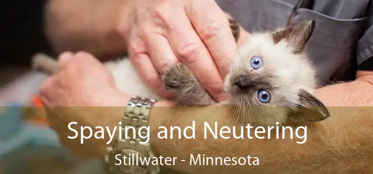 Spaying and Neutering Stillwater - Minnesota