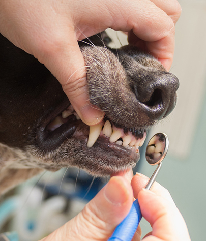 Lanagan Dog Dentist