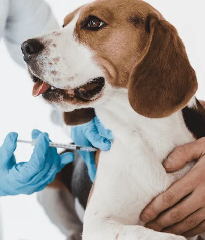 Dog Vaccinations in Cedar